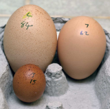 Eggs Large and Small.jpg