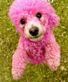 pink-poodle.jpg