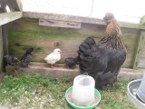 Silkie Plikington and chicks.jpg