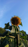 sunflower_2014_c.jpg