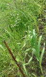 garlic seed (Small).jpg