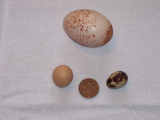 Strange Eggs 003 (600 x 450).jpg