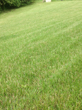 lawn 3 June 2014 - longer shot.JPG
