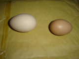 egg (Custom).jpg