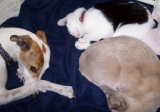 cats and dog0004.JPG