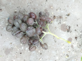 grape4.jpg