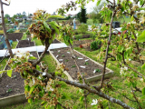 pear tree problem die back 07-05-2016.JPG