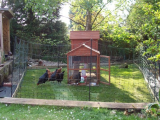 Hens new enclosure finished 004 (508 x 381).jpg