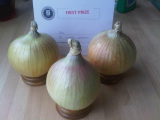 white onions 2010.jpg