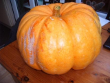 pumpkin photo.jpg