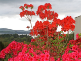 Azaleas-West-Cork-1.jpg