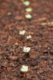 Seedlings small.jpg