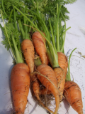 Surprise carrots 14062011.JPG