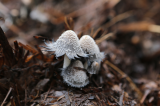 mushroom-1.jpg