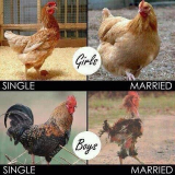 single v married.jpg