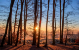 solstice winter-forest_.jpg