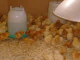 new chicks 2 days old Ambers and Goldlines 04 (320 x 240).jpg