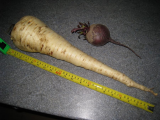 Parsnip.JPG