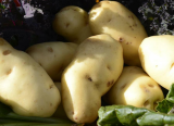 Growing-Potatoes[1].jpg