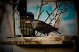 Starling-001-9018.jpg