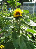 Ben's Sunflower x2 [iPhone].jpg