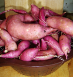 Sweet potatoes 19-10-2011.JPG
