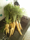More giant carrots!!.jpg