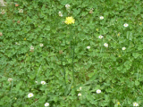 Wild flower in lawn 29-07-21.jpg
