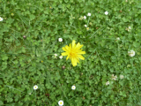 Wild flower in lawn (2) 29-07-21.JPG
