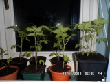 tomato seeds.jpg