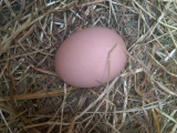 Our first egg..jpg