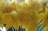 daffs 1.jpg