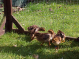 Chicks 24.04.2012 006 (600 x 450).jpg