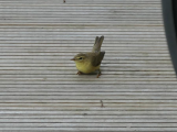 WillowWarbler.jpg