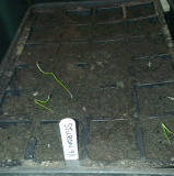 Sturon sown 9 Jan.jpg