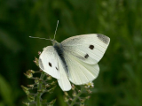 Cabbage White Butterfly.jpg