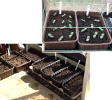sprout seed tray.jpg