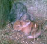 bunnies1.jpg
