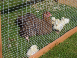 Chicks 24.04.2012 001 (508 x 381).jpg
