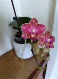 My orchid (600 x 450).jpg