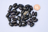 black pinto bean.jpg