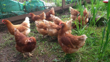new hens 2 2014.jpg