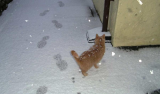 Amber in Snow.jpg