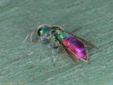 Ruby-tailed wasp, Chrysis species 2860 (2).jpg
