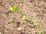 parsnip seedlings.jpg