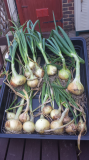 2015-06-11 More Onions Drying.jpg