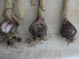 white rot garlic.jpg