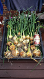 2015-06-15 Over Wintered Onions Harvest.jpg