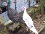 12 weeks old turkey poults 016 (508 x 381).jpg