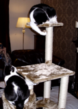 Ollie and Moo - new scratching post 2013.jpg